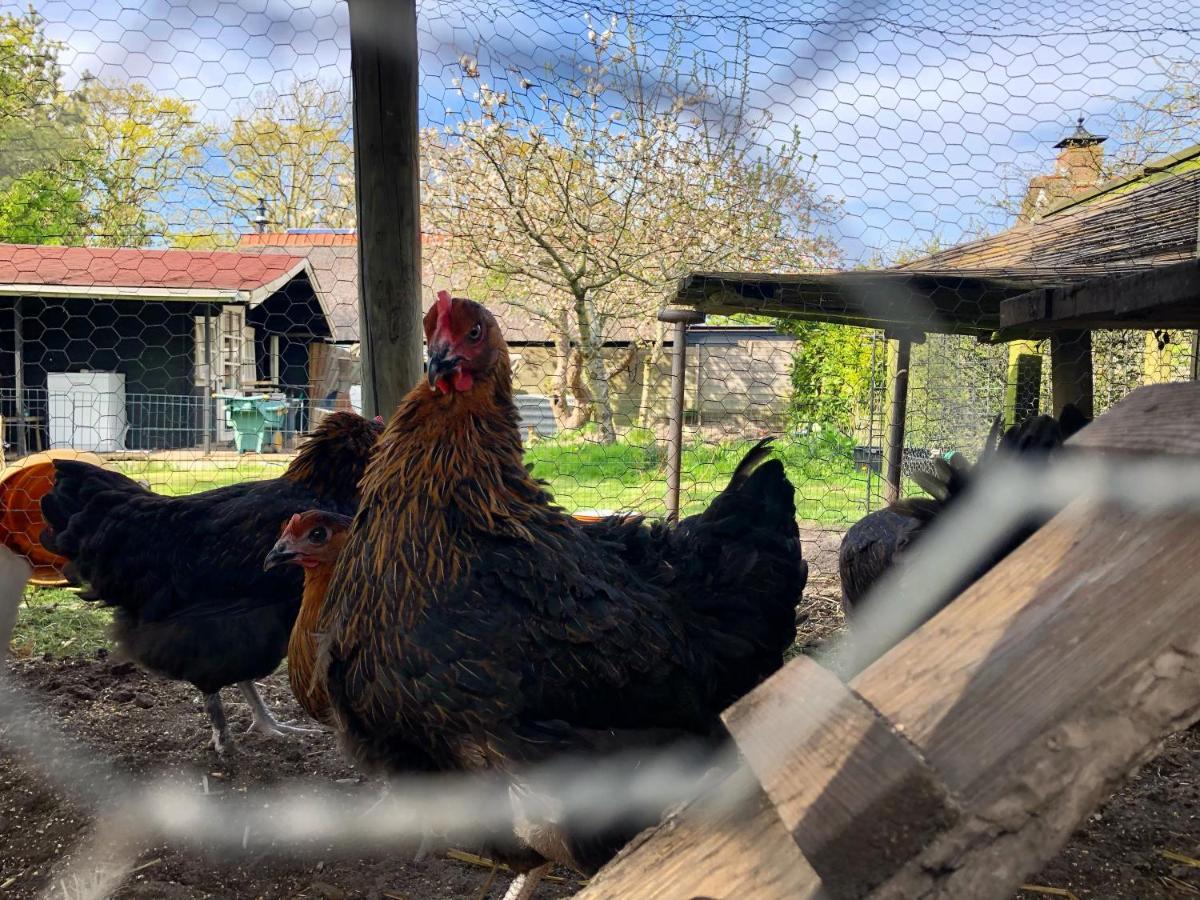 Hoeve Te Gast - Vakantieboerderij Groet Esterno foto